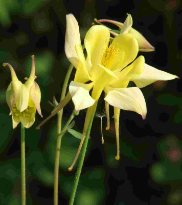 Aquillegia_caerulea.jpg