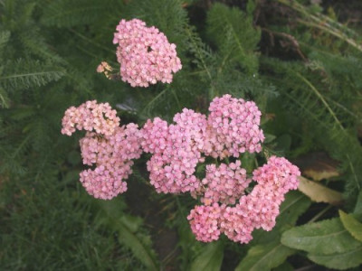 Achillea_Chamoise002.jpg