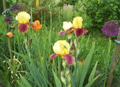 000_2681_Elke_Samling_im_Apfelbeet.jpg