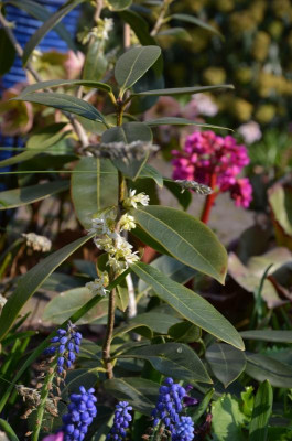 Osmanthus_decorus.21-2.jpg