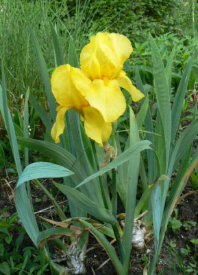 Iris_gelb_ganzk_08_05_22_1.jpg