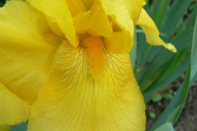 Iris_gelb_Detail_08_05_22_1.jpg