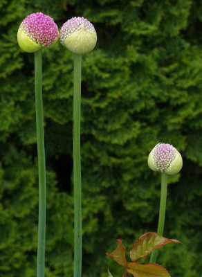 22.5.2008_16-37-46_0050-1.jpg