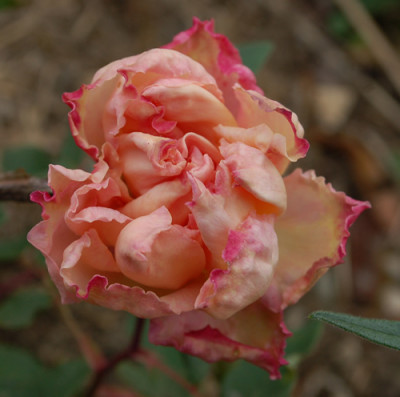 Isabella_Ducrot_0010__R_23119.jpg