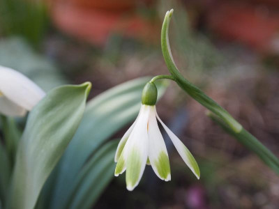 Galanthus nivalis  'Alan's Treat' P2200023.JPG
