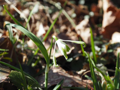 Galanthus nivalis 'Walrus' P2210029.JPG