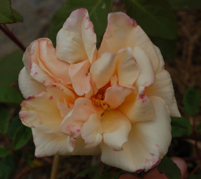 Safrano_0010__R_23116.jpg