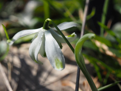 Galanthus nivalis Octopussy P2210020.JPG