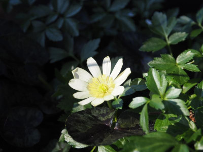 Ranunculus ficaria Hussy P2210030.JPG