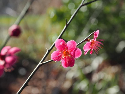 Prunus mume Beni-chidori P2210036.JPG