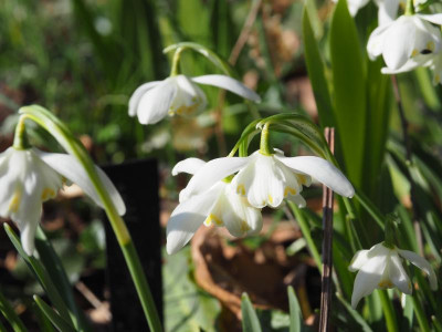 Galanthus nivalis 'Lady Elphinstone' P2210041.JPG