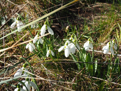 Galanthus elwesii var. porreefolium [Uebigau] P2210045.JPG