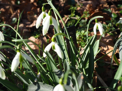 Galanthus x valentinei Kildare P2210054.JPG