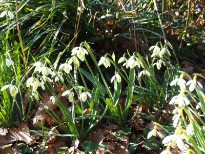 Galanthus x valentinei Cowhouse Green P2210057.JPG