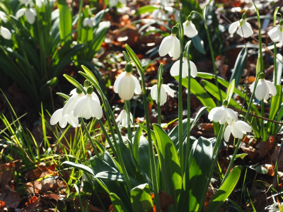 Galanthus plicatus 'E. A. Bowles' P2210060.JPG