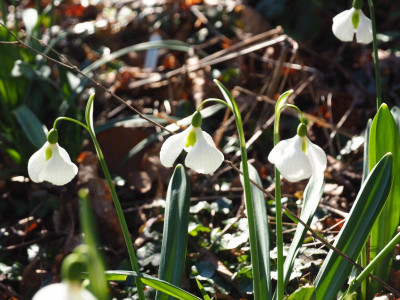 Galanthus plicatus 'Diggory' P2210062.JPG