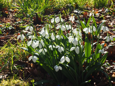 Galanthus plicatus Augustus P2210063.JPG