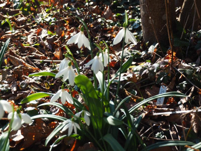 Galanthus plicatus Seraph P2210064.JPG