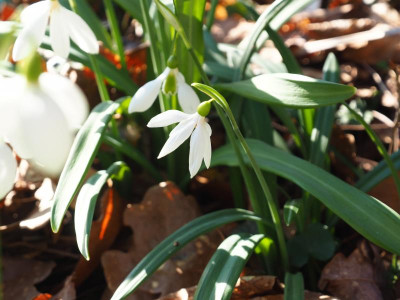 Galanthus plicatus Sämlinge von Seraph vielleicht P2210065.JPG