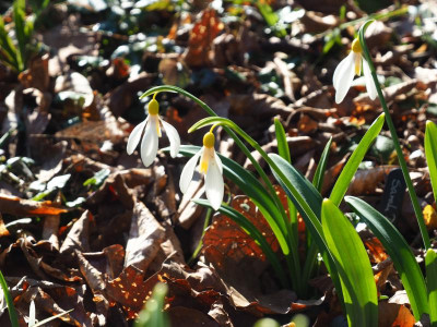 Galanthus plicatus Sarah Dumont P2210066.JPG