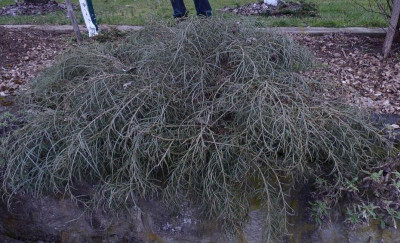 Ephedra oder Ginster2.jpg