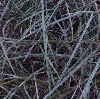 Ephedra oder Ginster 1.jpg