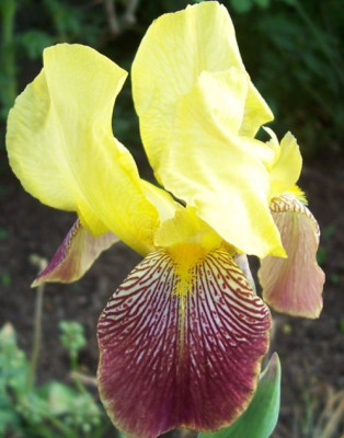 000_2618_Iris_von_Schlusselblume1.jpg