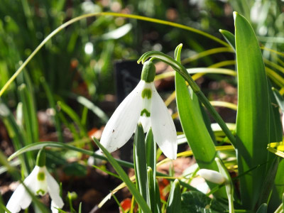 Galanthus elwesii Lange Nase P2050144.JPG