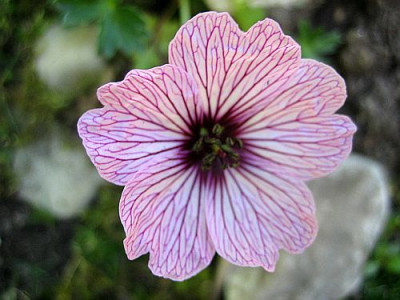 Geranium_cinereum_Ballerina_95781.jpg