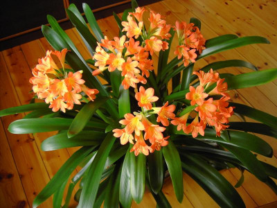 Clivia 25.2.2011 PICT1212.JPG