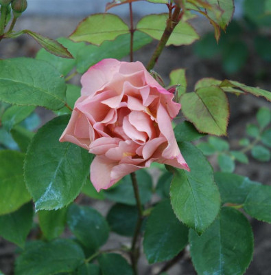 A6482a_Large.JPG