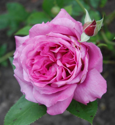 A6484a_Large.JPG