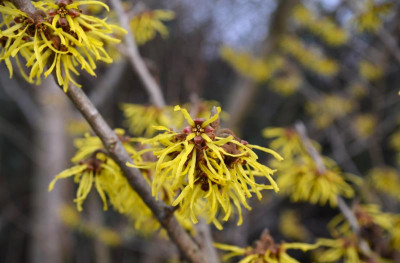 Hamamelis unbekannt.JPG
