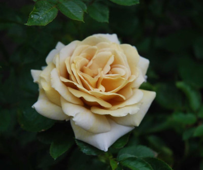 A6489a_Large.JPG