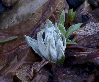 Primula mistassinica oder.jpg