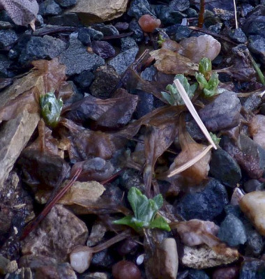Primula frondosa oder.jpg