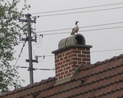 Wolpertinger.jpg