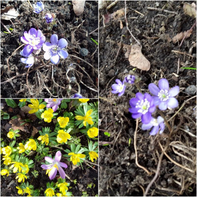 Hepatica.jpg