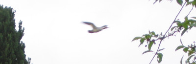Wolpertingerabflug.jpg