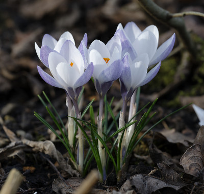 DSC_7154_DxO.jpg