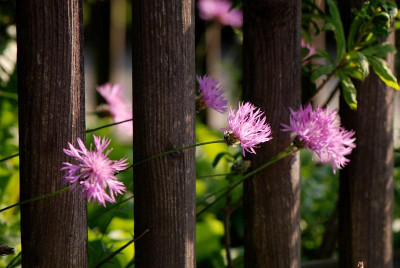 Centaurea-simplicaulis-Mai2.jpg