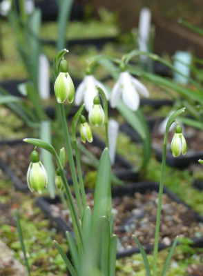 2023-02-22 Galanthus 'Green Mile' 1.jpg