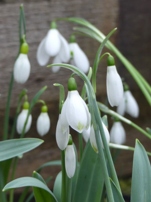 2023-02-22 Galanthus 'Beany' 1.jpg
