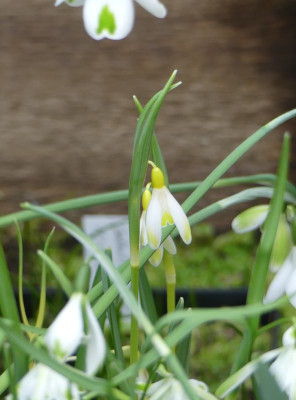 2023-02-22 Galanthus 'Ecusson d'Or' 1.jpg