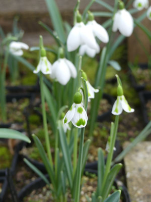 2023-02-22 Galanthus 'Lucy' 1.jpg