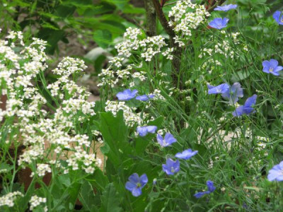 linum_crambe.jpg