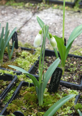 2023-02-22 Galanthus 'Northern Lights' 1.jpg