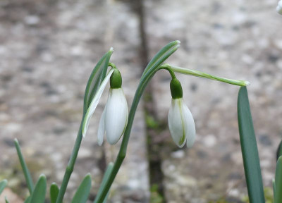 2023-02-22 Galanthus 'Tusker' 1.jpg