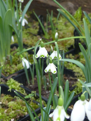 2023-02-22 Galanthus 'Valentine's Day' 1.jpg