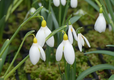 2023-02-22 Galanthus 'Treasure Island' - 'Orange Star' 1.jpg